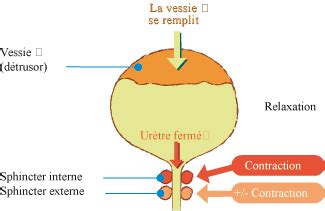 méat urinaire homme photo|Description du système urinaire pour mieux。